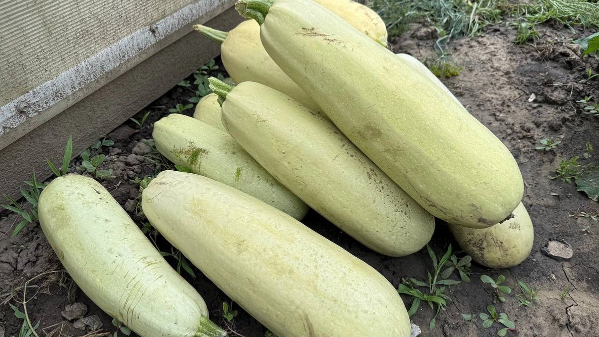 Готовлю в сезон такие кабачки каждый день, пока не надоест. Разлетаются быстрее, чем горячие пирожки - а дел всего на 30 минут