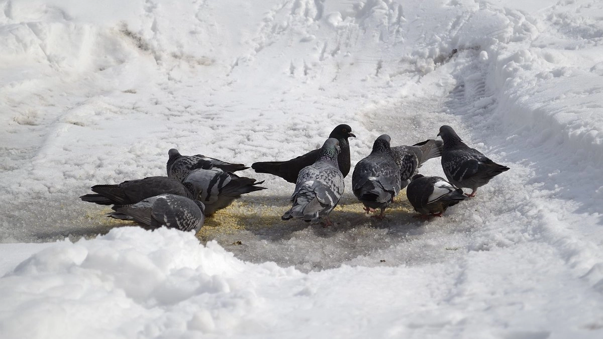 Главная картинка новости: Кошмарные морозы наконец отступают: точная дата, когда на Урале станет тепло до +5