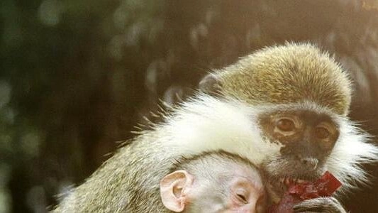 Умиляемся! Зоопарк обнародовал фото новорожденной зеленой мартышки
