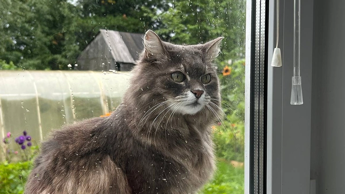 Главная картинка новости: Помнят ли кошки уличное прошлое и как помочь им забыть старые страхи