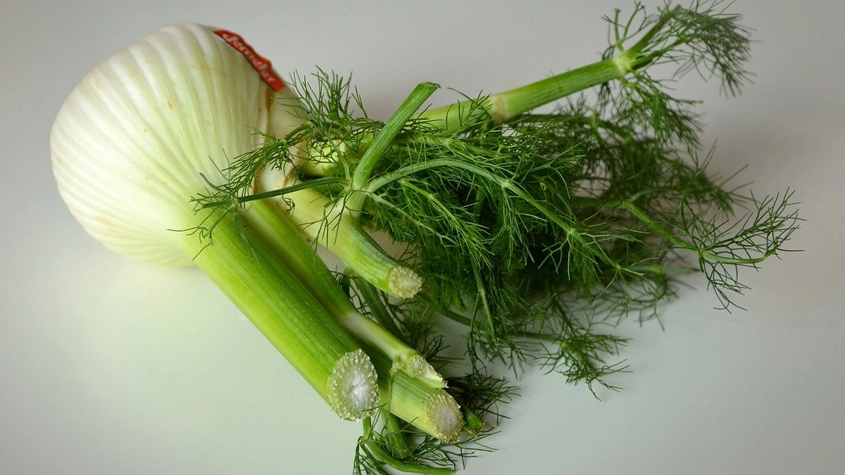 Выращиваем укроп дома: как иметь на столе свежею зелень зимой