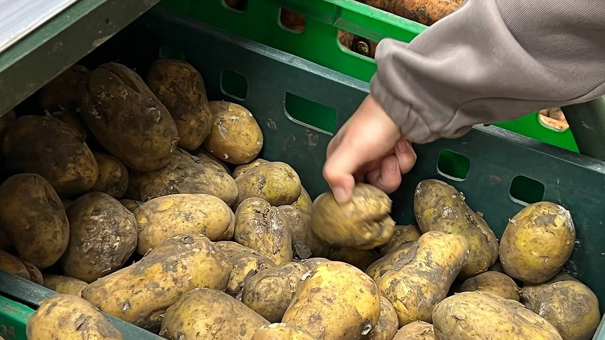 Уральский картофель для СНГ: свердловские аграрии отправили на экспорт более 2000 тонн