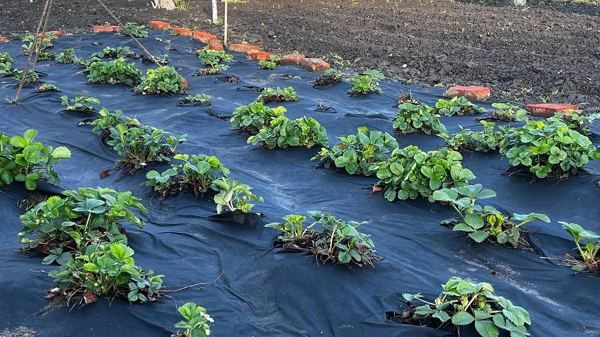 Главная картинка новости: Для наливания плодов клубнике – срочно: 50 г в ведро – и ягод собираем по 6 кг с куста