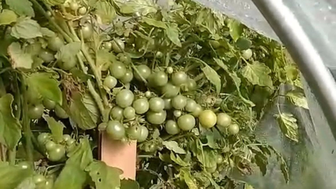 Подвожу свой «Помидорный» итог 2025 года: эти 7 сортов мне сильно понравились, но почему я их в новом сезоне не посажу - честный отзыв