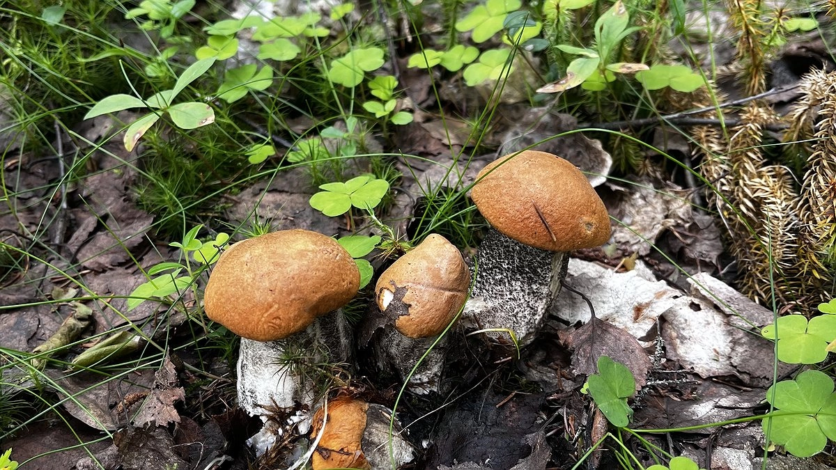 Грибное изобилие - вот что сейчас обязательно нужно искать в российских лесах: всем любителям тихой охоты на заметку
