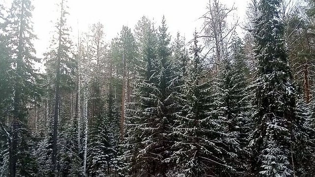 Уральские пихтовые леса под угрозой: борьба с уссурийским полиграфом