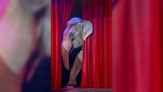 Аскольд Запашный выступил за сохранение цирка с животными