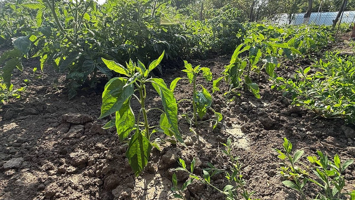 В конце июня к перцу с пустой лейкой не подхожу: готовлю раствор по такому рецепту — плоды вырастают крупными и мясистыми