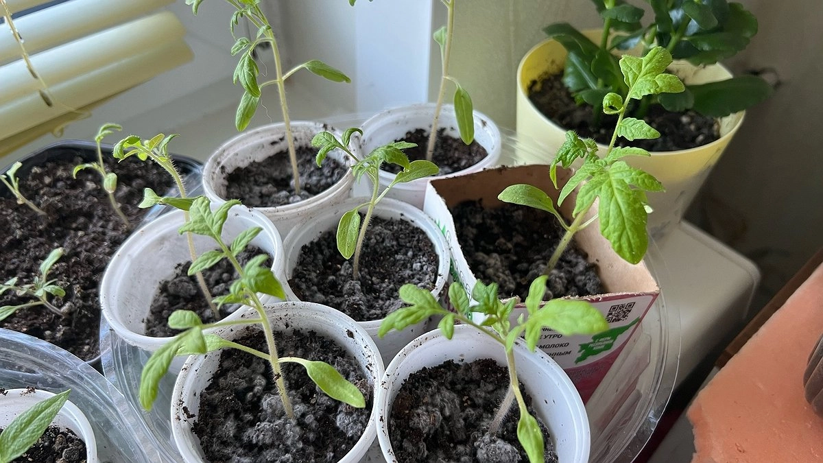 Этой вкуснятиной я балую свою молодую рассаду перца и помидоров: результат шикарный — растения быстро утолщаются и идут в рост