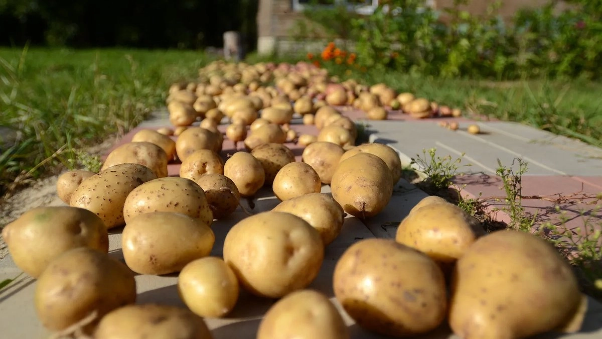 Картофель «ведро с куста» — востребованные сорта нарасхват в феврале