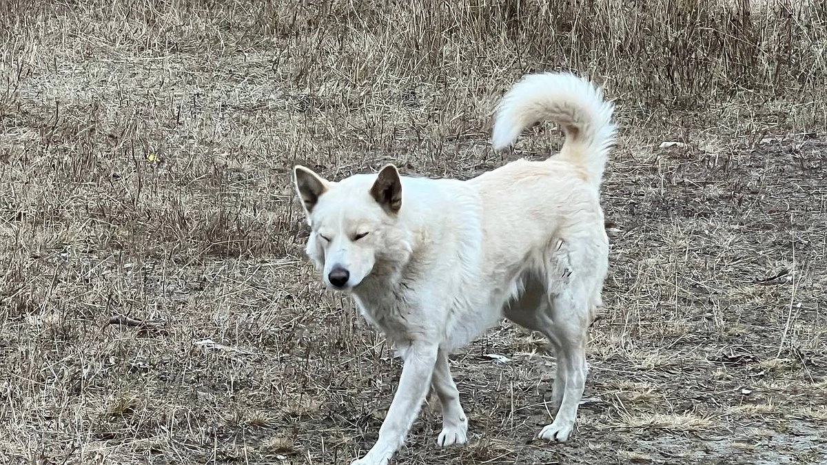 Главная картинка новости: Стая бродячих собак растерзала ребенка в Полевском: возбуждено уголовное дело на чиновников