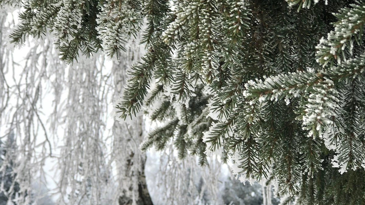 Главная картинка новости: Выходные перенесли из-за событий в стране: новогодние каникулы 2025-2026 изменят привычный график