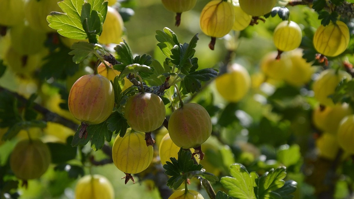 Всего 2 ложки под куст — и крыжовник попрет как на дрожжах: ягоды вырастут крупнее винограда и слаще сахара: лайфхак от эксперта