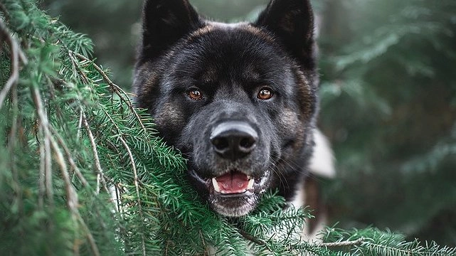 Главная картинка новости: Бродячие собаки напали на женщину с сыном в Екатеринбурге