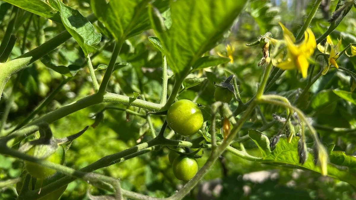 Главная картинка новости: Как заставить томаты завязываться в жару и получить урожай на 3 недели раньше: рабочие стимуляторы