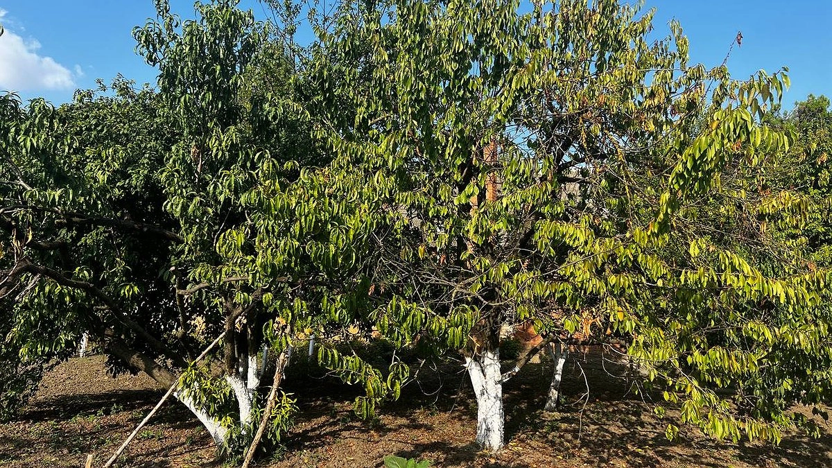 Намотайте на ус: эти деревья и кустарники осенью высаживать запрещено