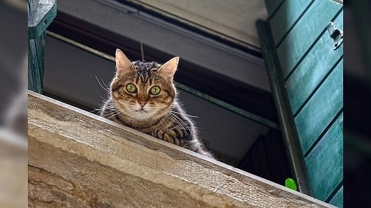 В Екатеринбурге вынесли приговор мужчине, который выбросил двух котов с четвертого этажа