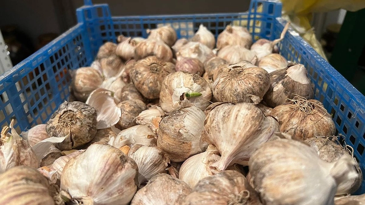 Собираю тонну озимого чеснока только в такие даты: точные сроки по лунному календарю —всегда крепкий и с кулак