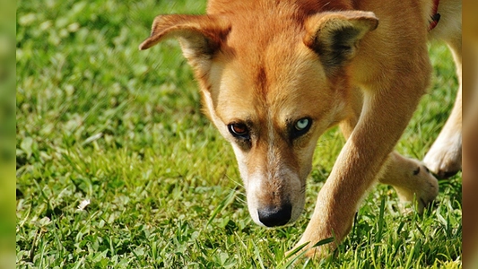 В Березовском собаки напали на 11-летнего мальчика