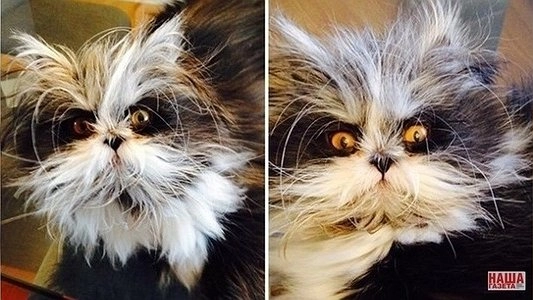 Главная картинка новости: Кот Чихун стал звездой Интернета, видео, фото