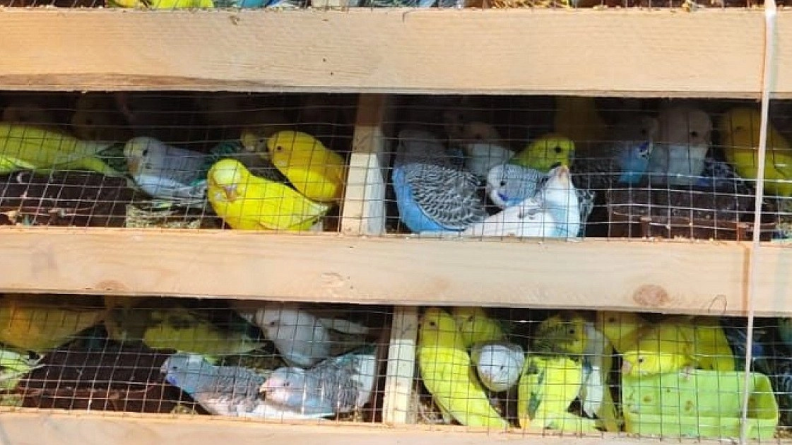 В Екатеринбург доставили 435 попугаев из Кыргызстана для продажи в России