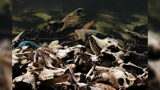 Главная картинка новости: В Екатеринбурге на берегу Верх-Исетского пруда обнаружили свалку костей животных - 6 апреля 2015 года