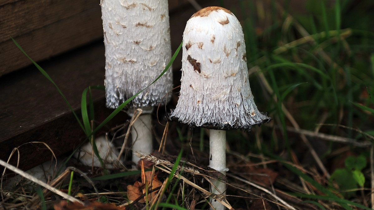 Самый недооцененный гриб осени: все обходят его стороной, а я собираю корзинами и наслаждаюсь деликатесом