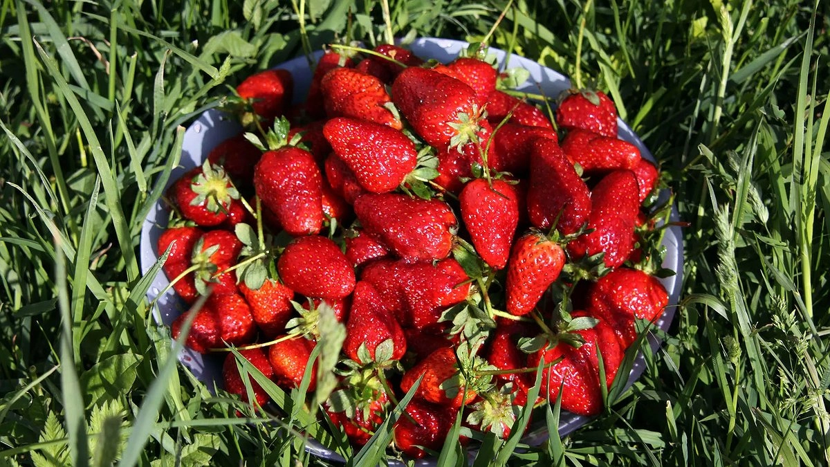 Киньте 1 спичку в лунку — и клубника выдаст ягоды с кулак. Секрет дачников, от которого вредители бегут без оглядки