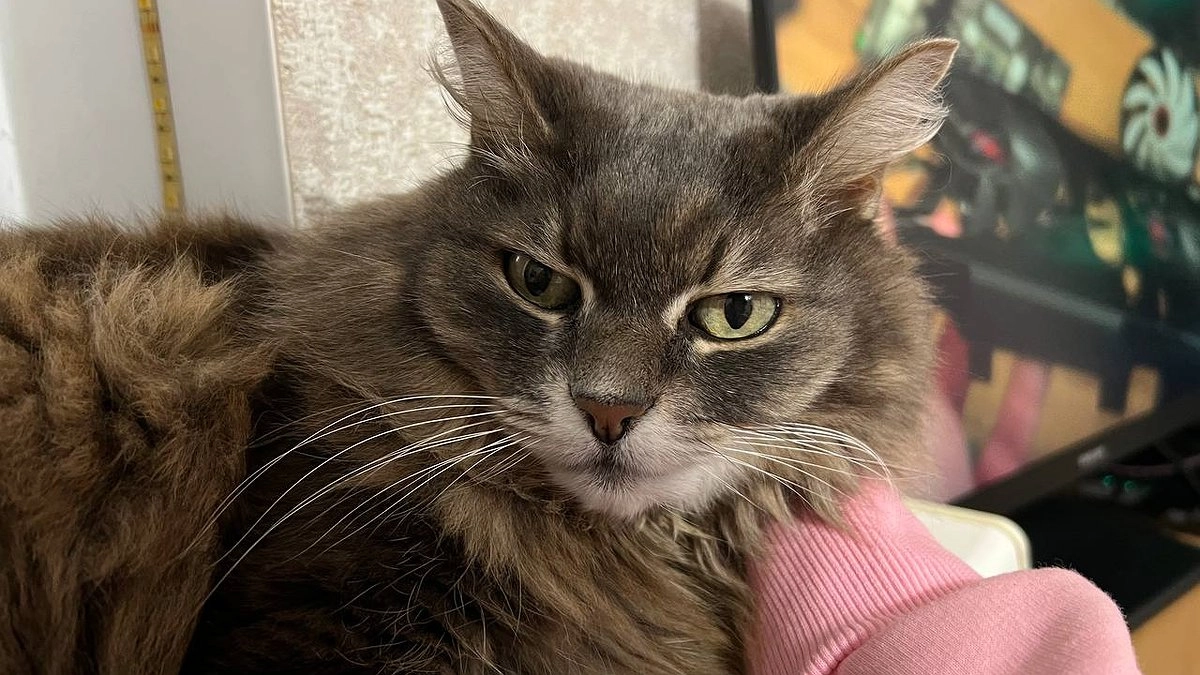 Почему кот смотрит в пустой угол или пустоту