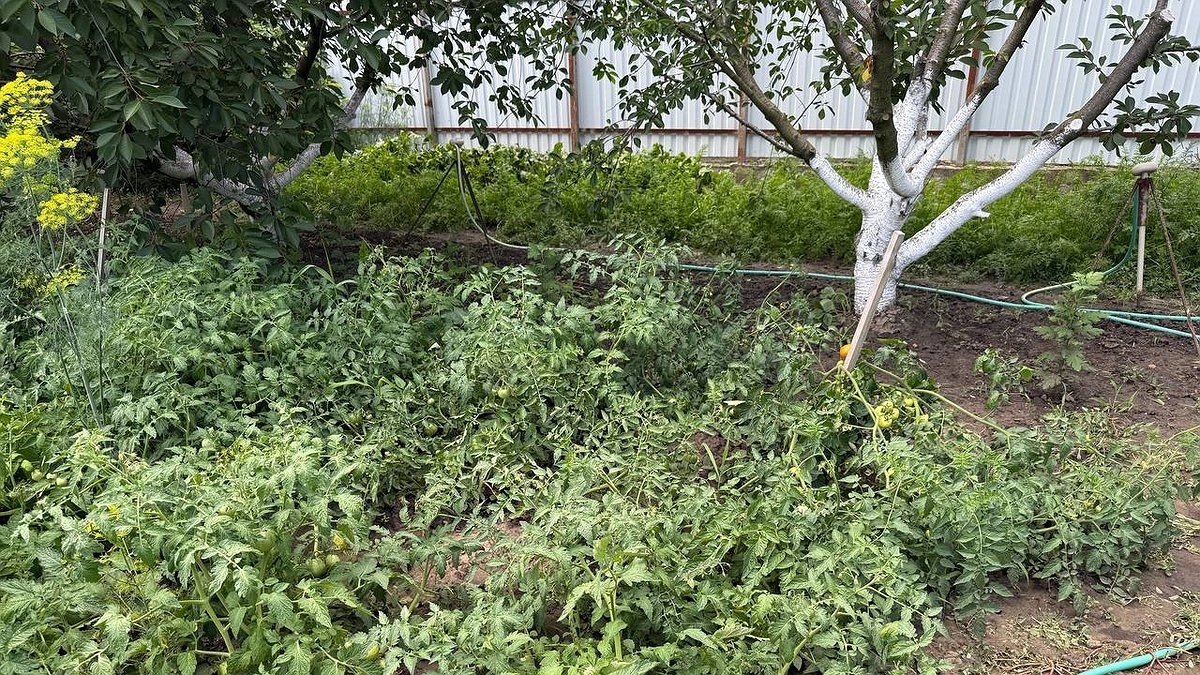 Всего 1 пачку копеечной каши раскидываю по грядкам - земля превращается в чернозем: работает лучше навоза