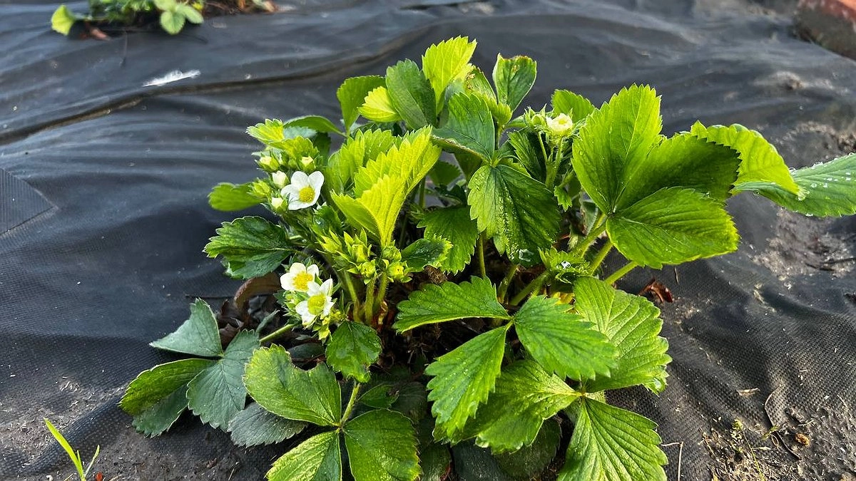 Не йод и не бор: вот чем надо полить клубнику во время цветения – ягод собираем точно по 6 кг с куста