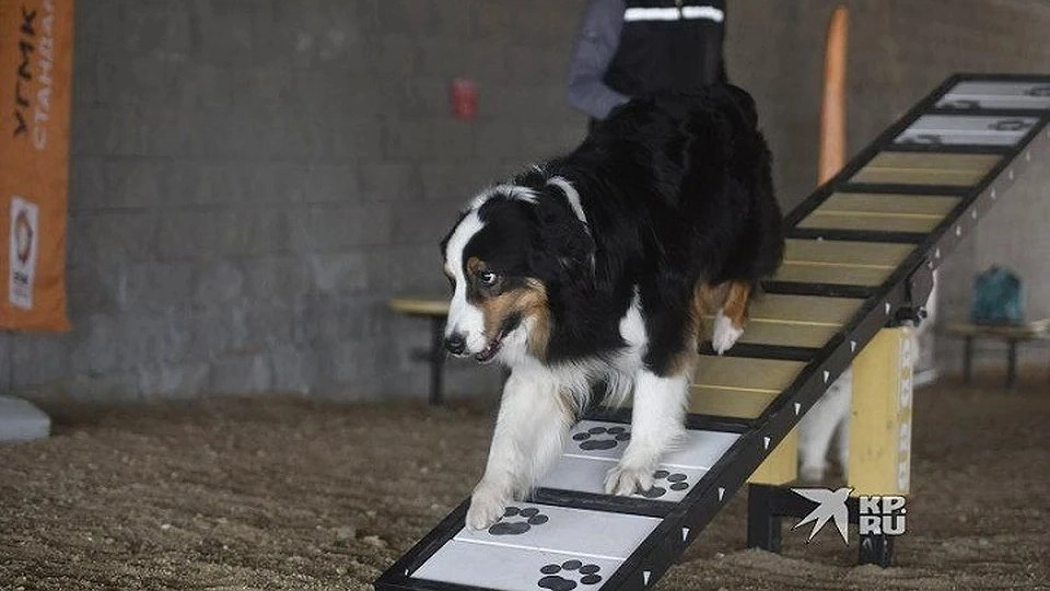 Учет животных по-новому: в Свердловской области запускают цифровую систему