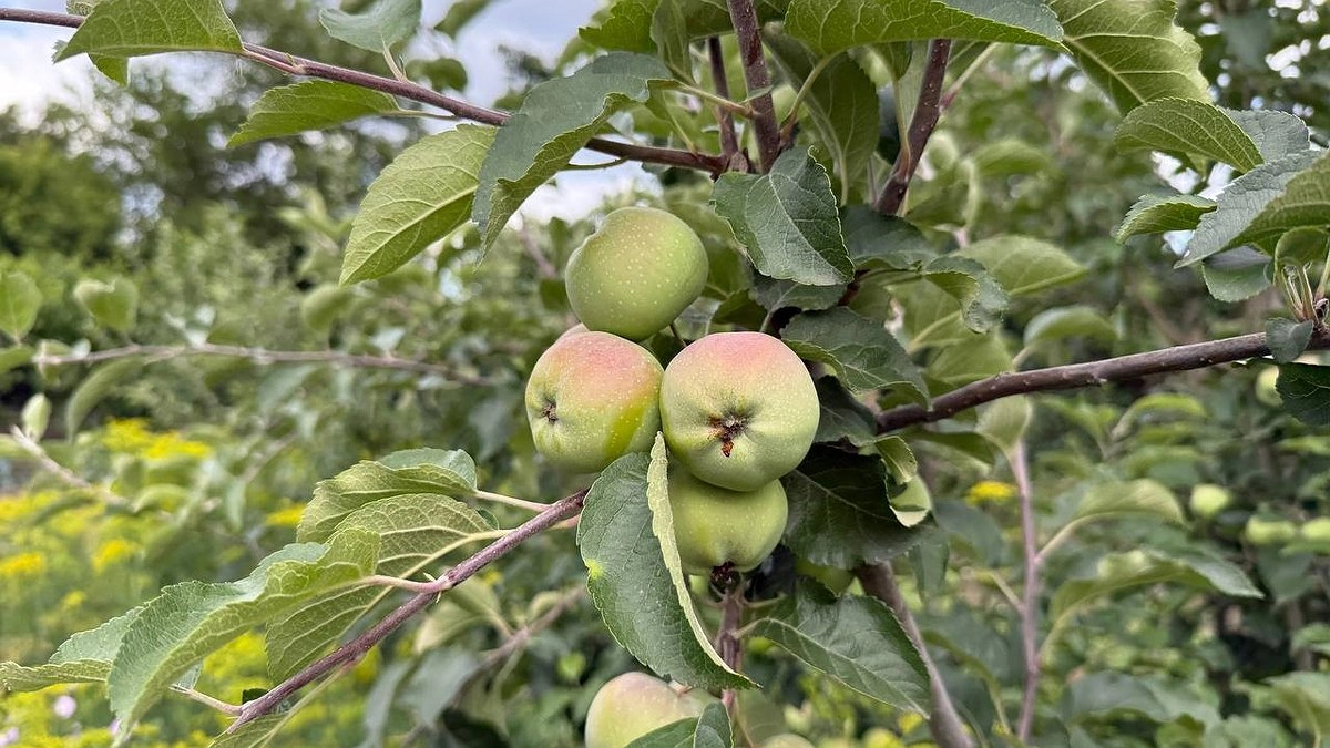 Главная картинка новости: Подливаю под яблони в сентябре 2 ведра раствора: урожая летом будет в 3 раза больше, фрукты крупные и наливные