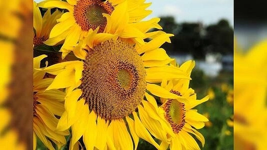 В России прогнозируют рост цен на семечки и подсолнечное масло