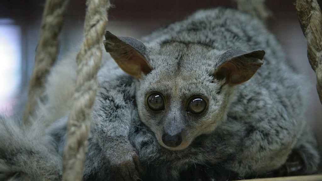 В екатеринбургском зоопарке по-особенному начали следить за животными