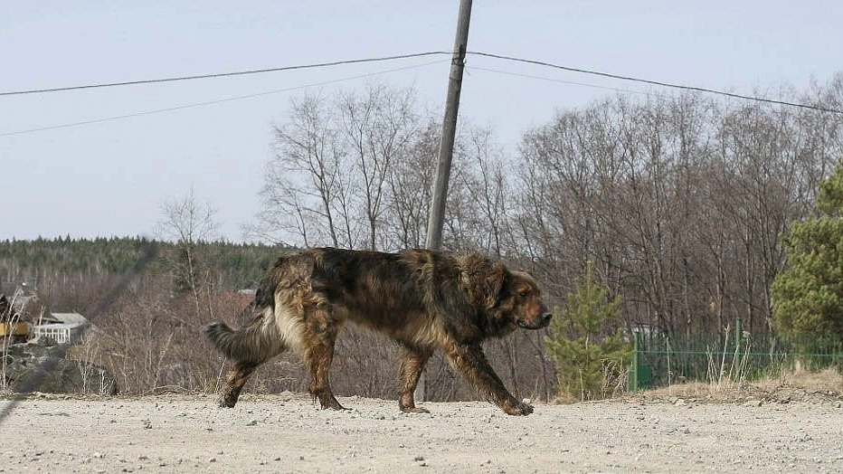 В Екатеринбурге напомнили, куда обращаться для отлова бездомных собак