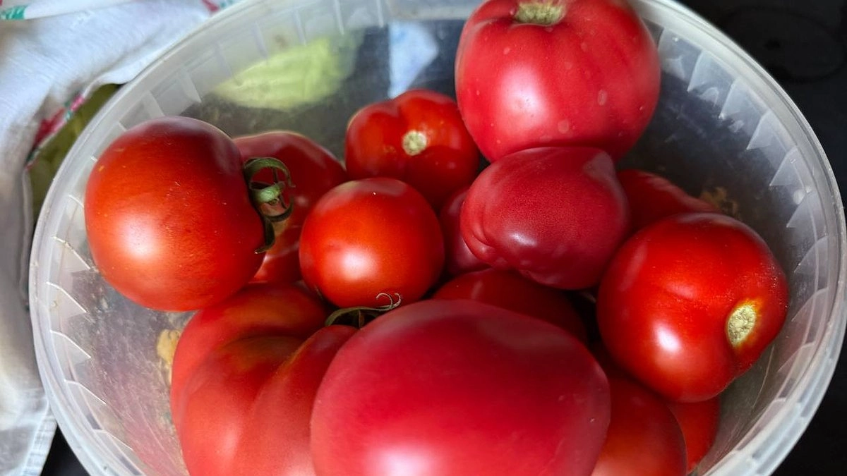 Сделайте так и помидоры на кустах в теплице станут зрелыми за несколько дней: ускоряем созревание томатов - получаем богатый урожай