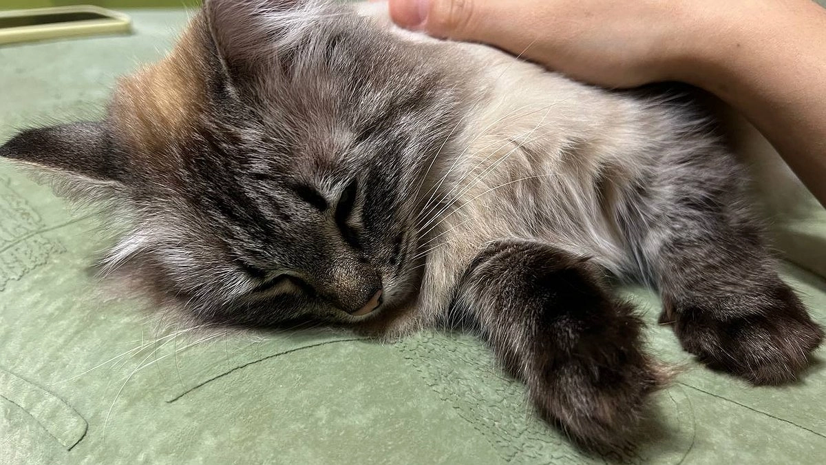 Главная картинка новости: Почему кошка перестала спать с вами: 7 скрытых причин, о которых молчат зоопсихологи