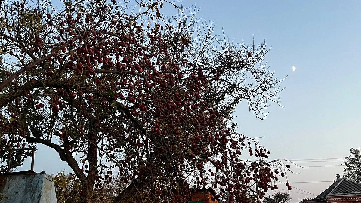 Парша атакует: как спасти яблони и груши в июне без потери урожая - основные советы дачникам