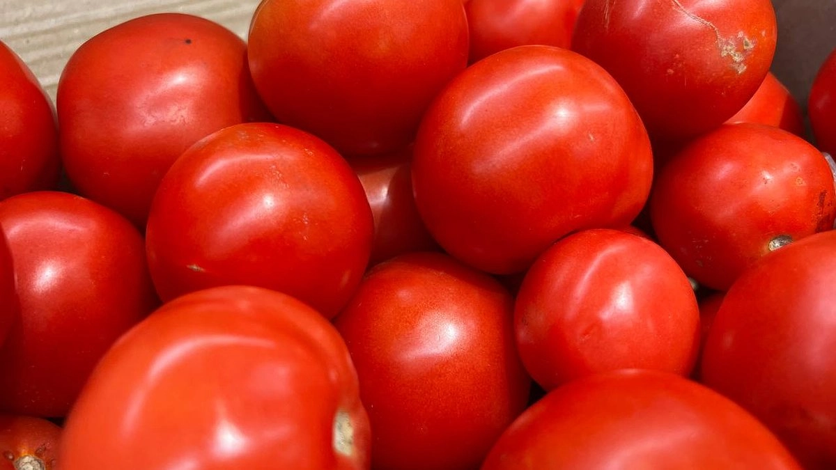 Созреют в июне: Эти три сорта томатов сметают первыми - умные дачники-эксперты уже запасли семена