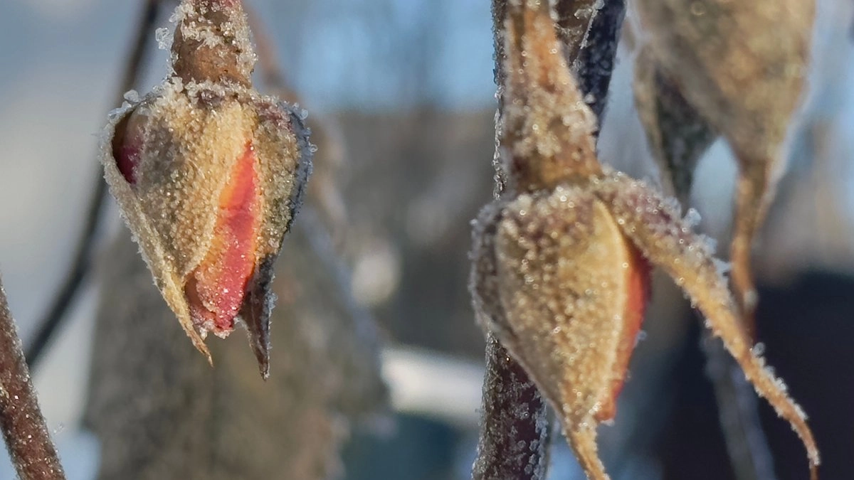Главная картинка новости: Свердловчан ждут качели: от -37 до 0 градусов и сильный снегопад в начале марта 2026