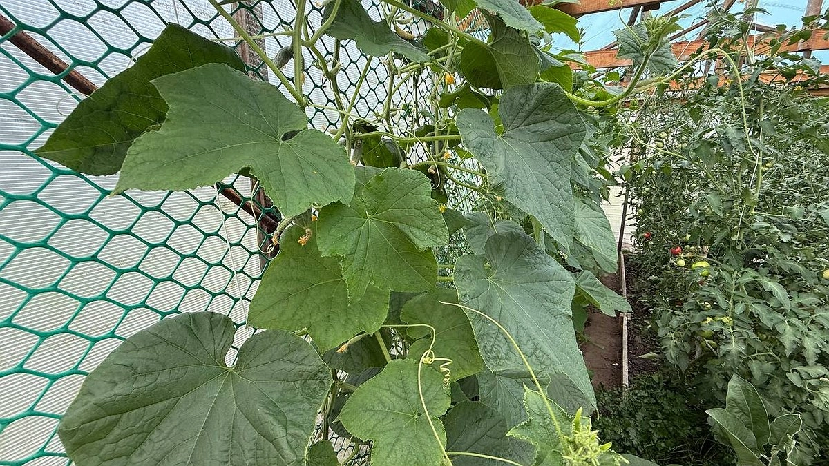 Совет от опытного агронома: чем подкармливать огурцы каждые 6-8 дней, чтобы не болели, а урожай был бешенным