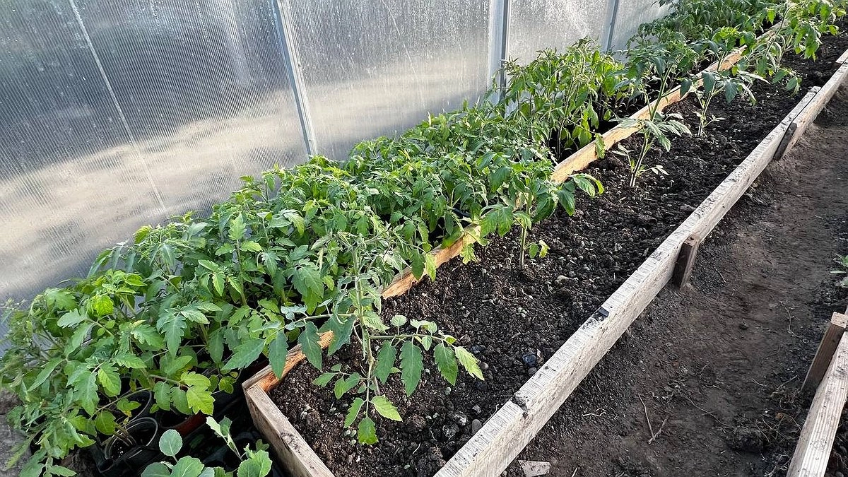 Рассада из жалкой превратилась в белого лебедя: добавил и радуюсь - рецепт рабочей подкормки