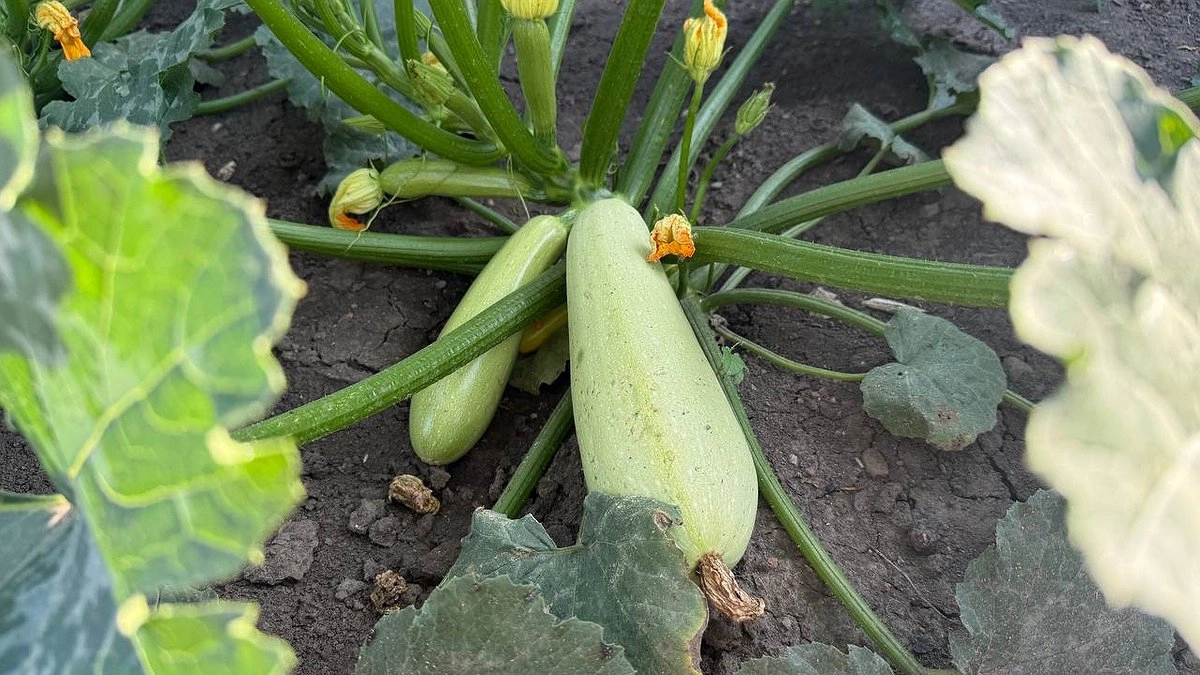 Кабачки растут как на дрожжах: под куст — жменю такого «мусора», и хватит на всю зиму, забыла про пустые грядки