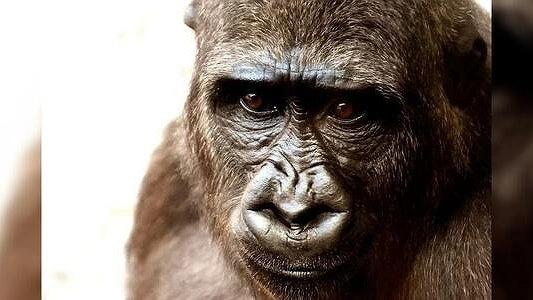 На Урале обезьяна укусила ребенка во время циркового представления