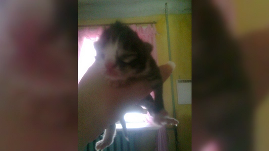 Жительница Серова назвала котенка в честь депутата Дмитрия Ионина - 19 марта 2015 года