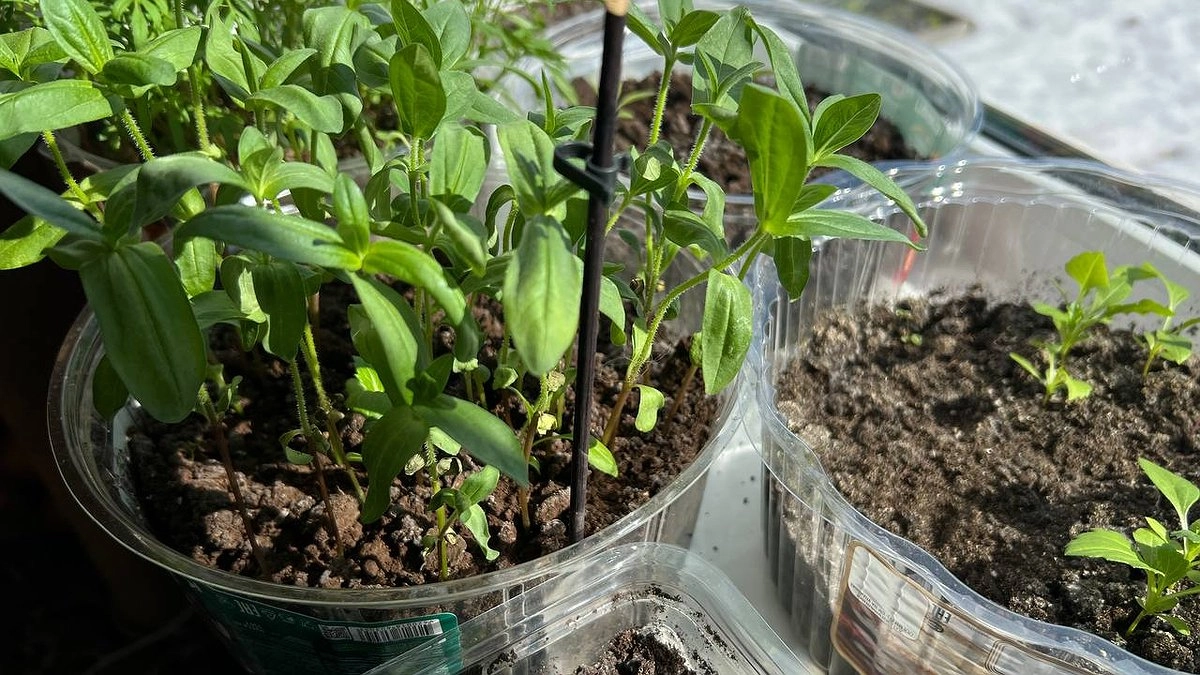 Комнатные цветы вдохнули вторую жизнь, когда я добавила в горшки то, что все ищут на кухне