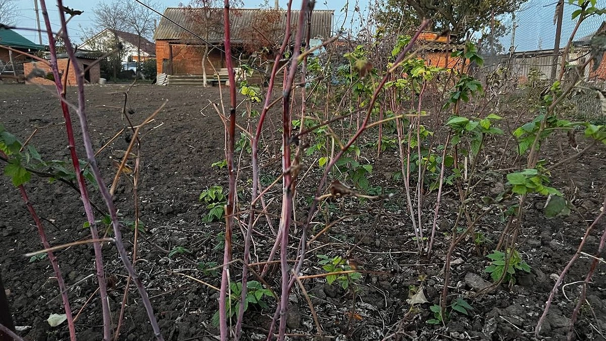 Для чего дачникам ехать на участок зимой после снега: если не сделать, всё пропадет