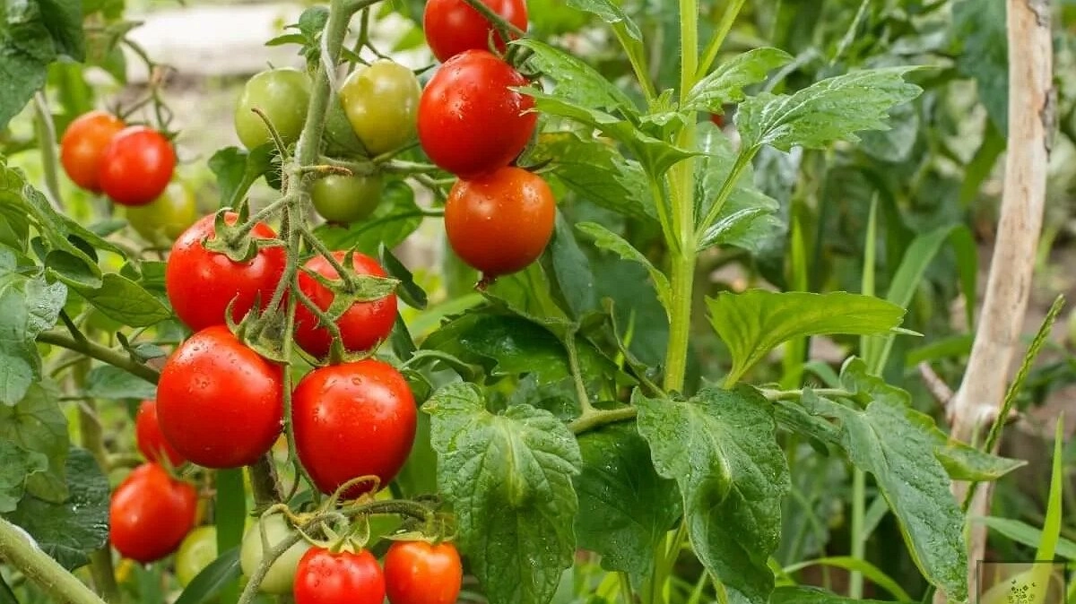 Чистое мясо — ещё 8 «хлебных» сортов томатов: алые, сахарные, лакомые кусочки, покоряющие огородников