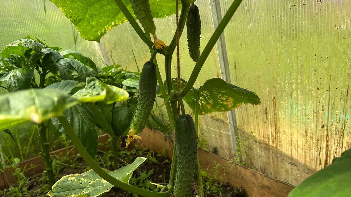 Главная картинка новости: Это не огурцы, а супер-гирлянды: урожай за 45 дней, зеленцы свисают плотными пучками